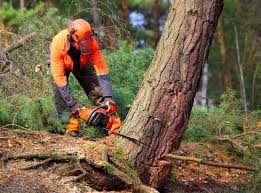 Best Fruit Tree Pruning  in Moreland, ID