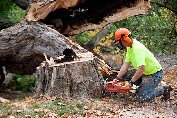 Best Utility Line Clearance  in Moreland, ID